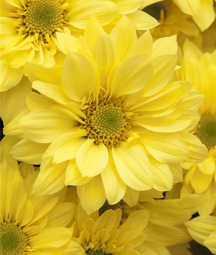 Herbstblumen kaufen in unserem Onlineshop