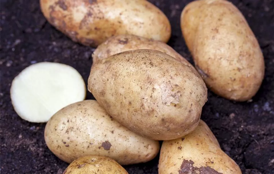 Kartoffel, frühe Sorte