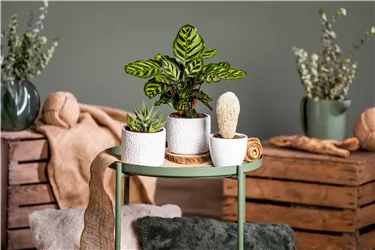 Frischer Wind für Ihr Zuhause Frischer Wind für Ihr Zuhause