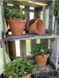 Dufte in den Mai- Duftgeranienwochen  Dufte in den Mai- Duftgeranienwochen