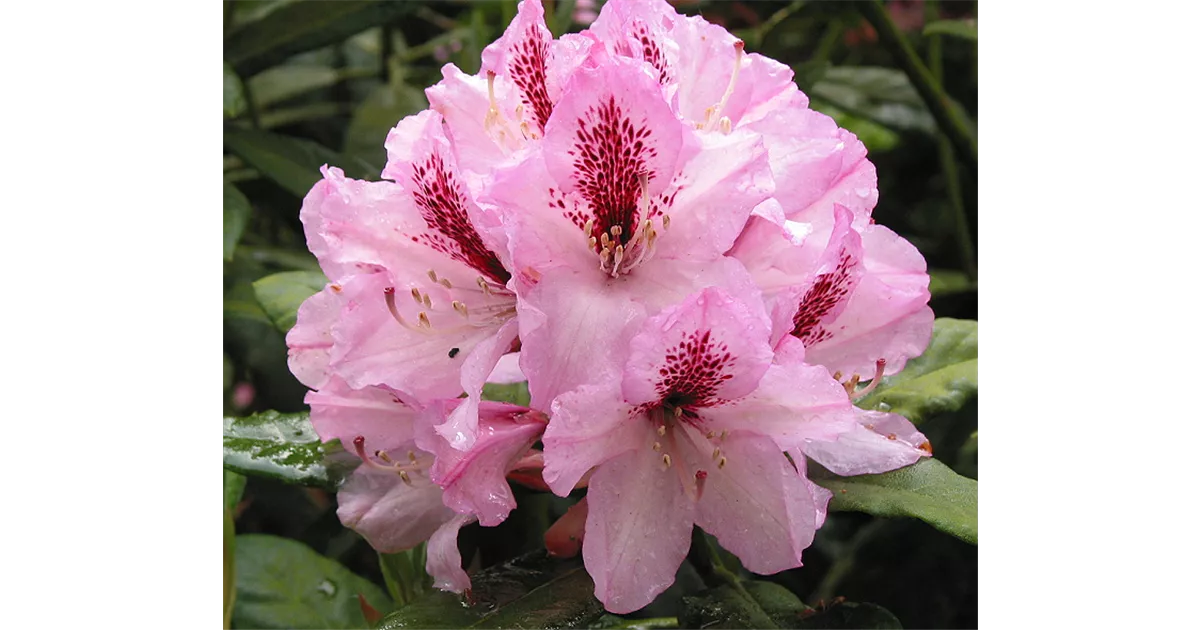 Rhododendron Hybr.'Herbstfreude' III