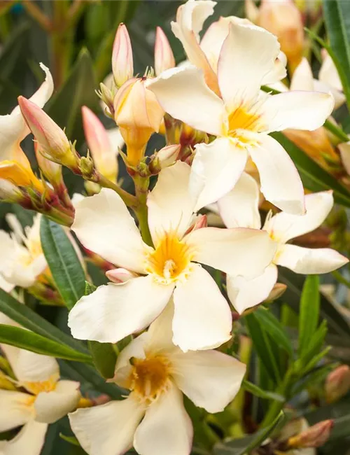 Oleander – Blütenpracht bei richtiger Pflege
