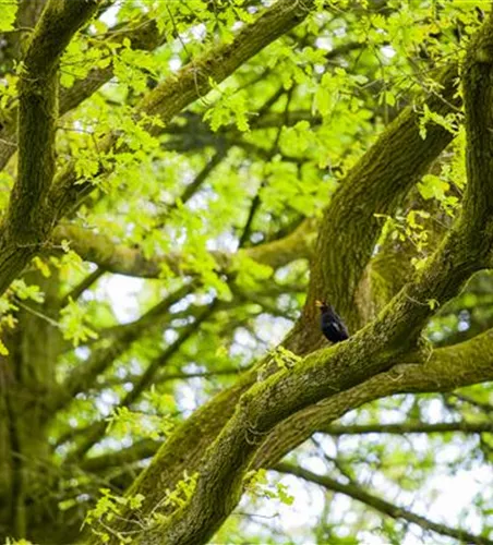 Schattenplätze schaffen