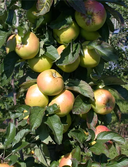 Die Streuobstwiese – Gesundheit zum Selberpflücken