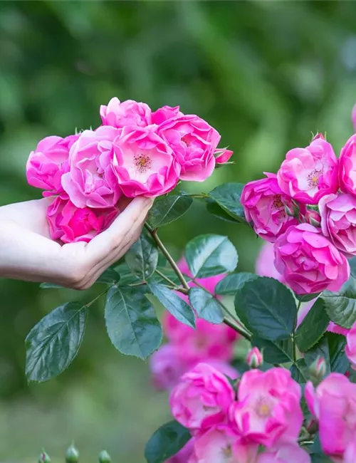 Die Rose – Wellness und Schönheit in einem