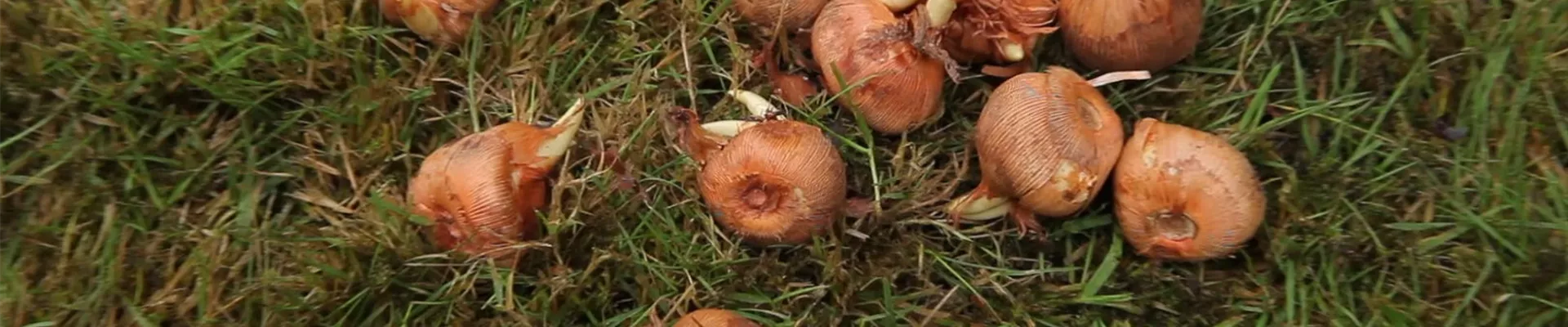 Krokusse - Zwiebeln einpflanzen (1)