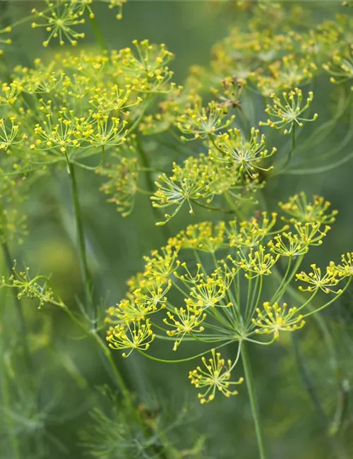 Kräuter im Garten