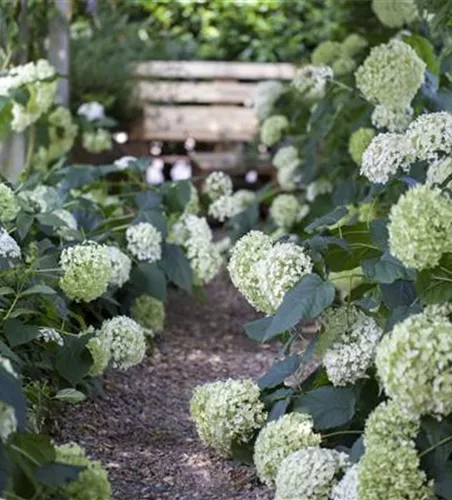 Schattengarten – Tipps zur Gestaltung