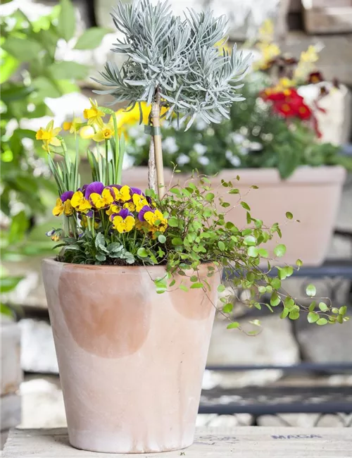 Blumenzwiebeln – einpflanzen in ein Gefäß