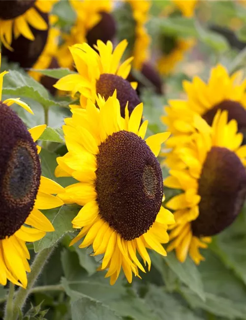 Der goldene Herbst wird bunt: die Top 8 der Herbstblumen