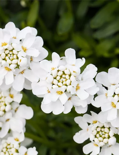 Die immergrüne Schleifenblume – Farbe garantiert