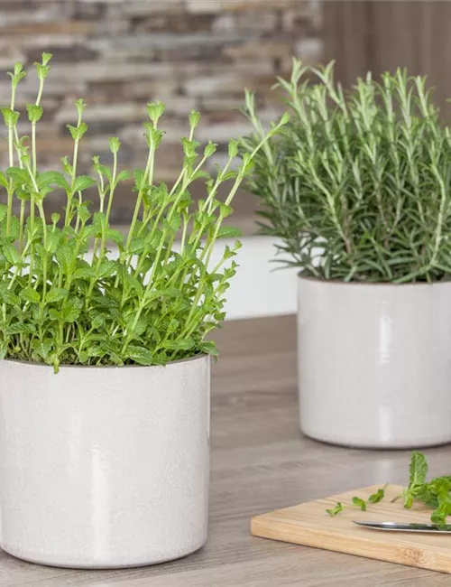 Besondere Kräuter mit ganz besonderen Aromen