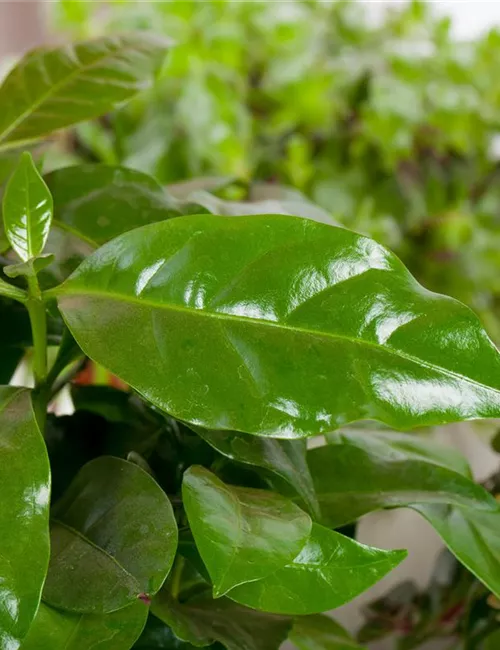 Eigener Kaffee aus dem Garten – das ist möglich