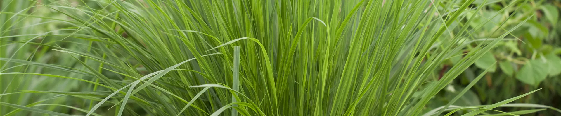 Panicum virgatum