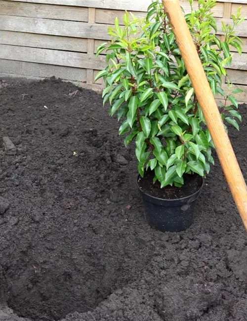 Portugiesische Kirschlorbeer - Einpflanzen im Garten