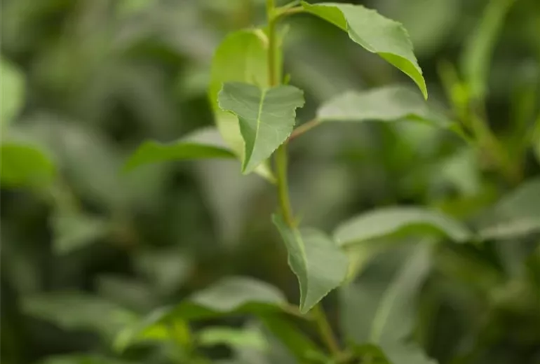 Prunus lusitanica 'Angustifolia'