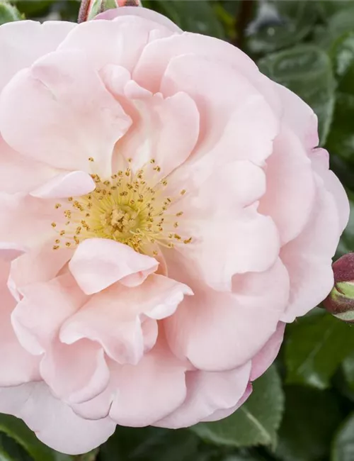 Die Duftrose – Eine Bereicherung für den Garten Die Duftrose – Eine Bereicherung für den Garten