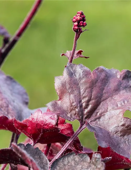 Silberglöckchen - Einpflanzen im Garten