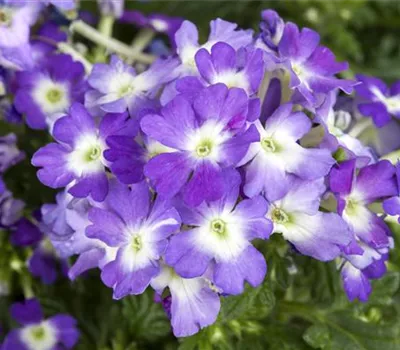 Verbena Vapita