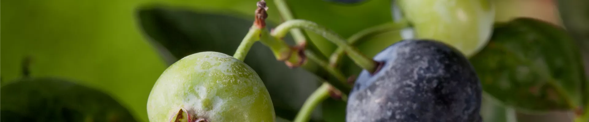Vaccinium corymbosum 'Bluegold' Vaccinium corymbosum 'Bluegold'