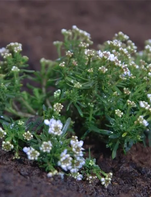 Schleifenblume - Einpflanzen im Garten