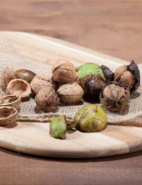 Nüsse und Schalenfrüchte aus Ihrem Garten Nüsse und Schalenfrüchte aus Ihrem Garten