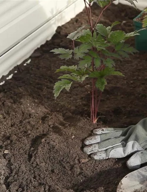 Silberkerze - Einpflanzen im Garten