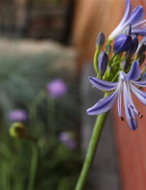 Afrikanische Schmucklilie - Einpflanzen im Garten