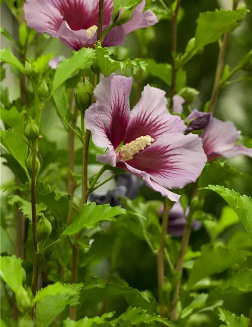 Der Hibiskus, ein großartiges Mitglied im Garten-Ensemble