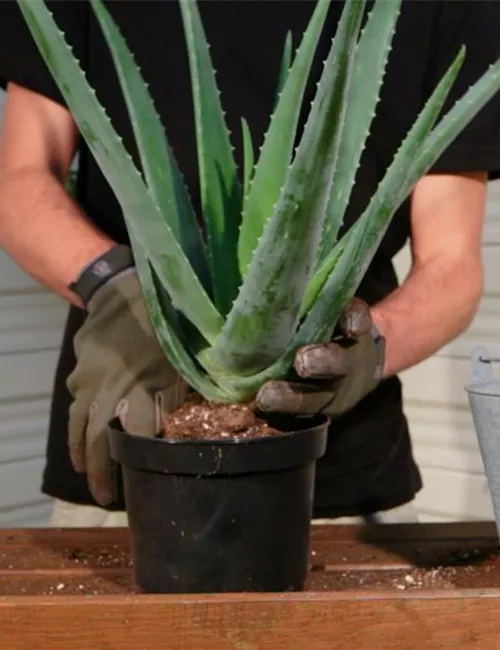 Aloe Vera - Umtopfen