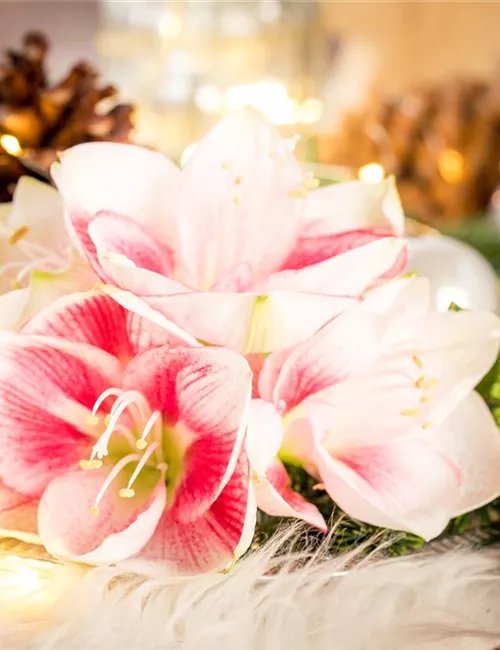Amaryllis – weihnachtlicher Blütentraum