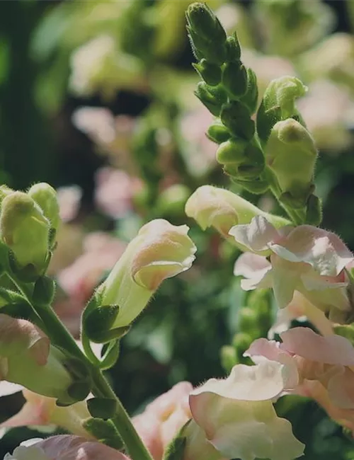 Löwenmaul - Einpflanzen im Garten