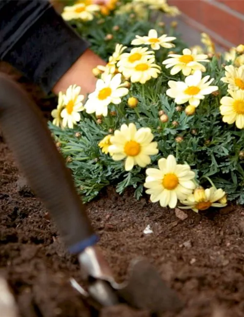Margeriten - Einpflanzen im Garten