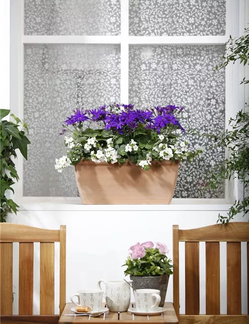 Der Winter wird grün: Winterharte Pflanzen für den Balkon Der Winter wird grün: Winterharte Pflanzen für den Balkon