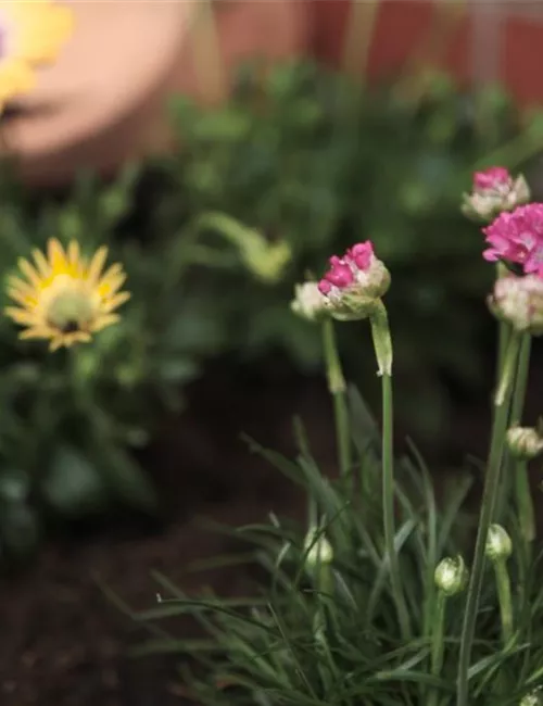 Strandgrasnelke - Einpflanzen im Garten