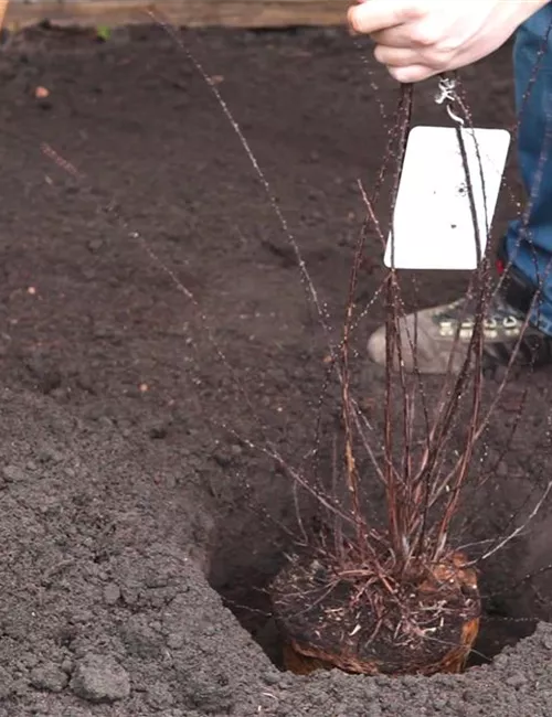 Strauchspiere - Einpflanzen im Garten