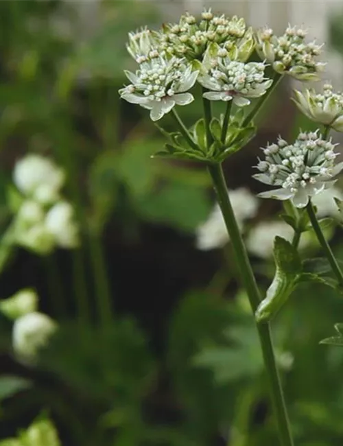 Sterndolde - Einpflanzen im Garten
