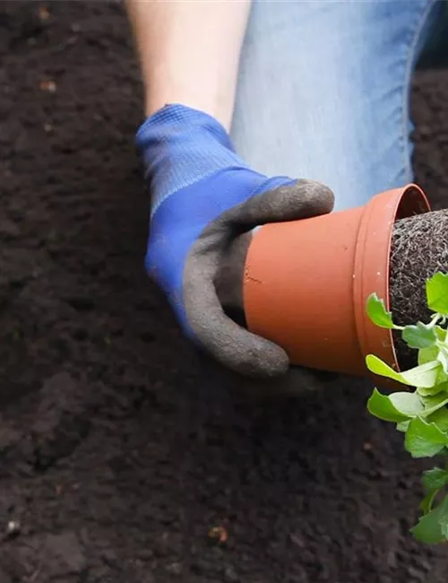 Blaukissen - Einpflanzen im Garten