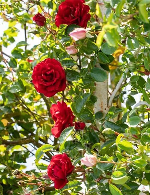 Veredelung von Rosen Veredelung von Rosen
