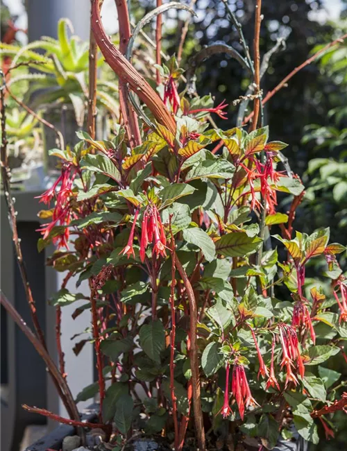 Winterschlaf für Geranien und Fuchsien Winterschlaf für Geranien und Fuchsien