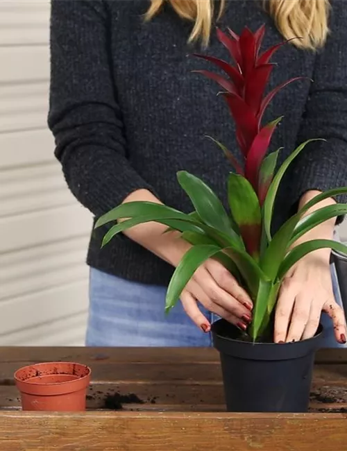 Bromelie - Einpflanzen in ein Gefäß