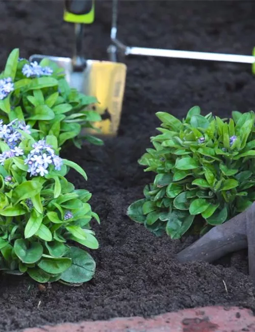 Vergissmeinnicht - Einpflanzen im Garten