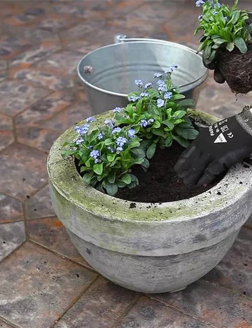 Vergissmeinnicht - Einpflanzen in ein Gefäß