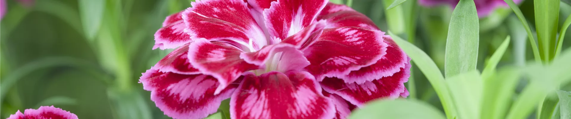 Dianthus caryophyllus