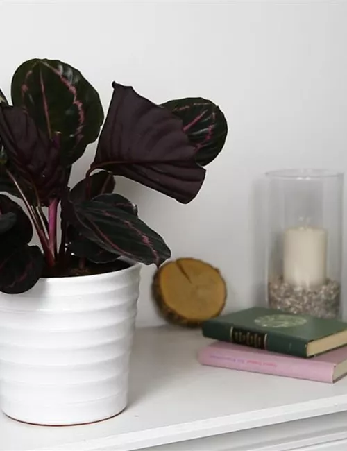 Korbmarante - Einpflanzen in ein Gefäß