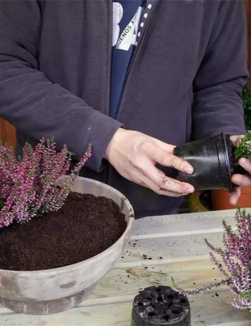 Knospenheide - Einpflanzen in ein Gefäß