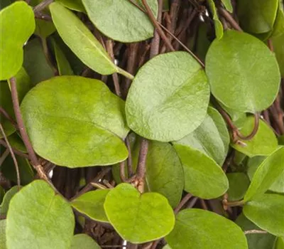 Muehlenbeckia axillaris