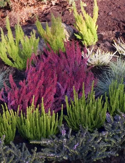 Ein Heidebeet anlegen