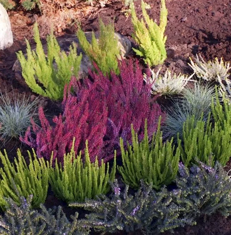 Ein Heidebeet anlegen