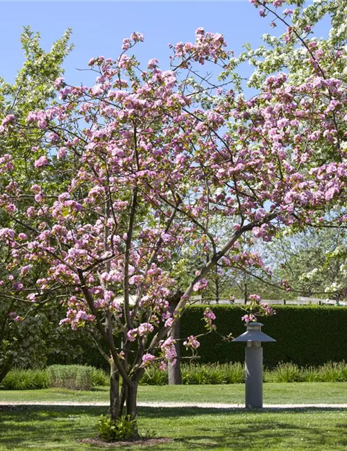 Obstgehölze schneiden - Basis ertragreicher Ernten